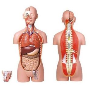 10003 Dual-Sex Torso (23 parts)