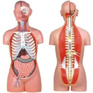 10003B Sexless Torso (17 parts)