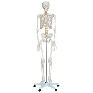 11101-1 Human Skeleton Model (180cm)