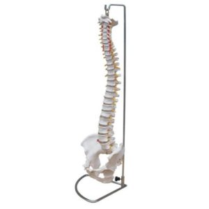 11104(1-2) Spine with Pelvis Model