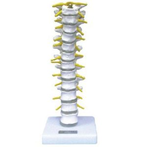 11108 Thoracic Vertebra Model