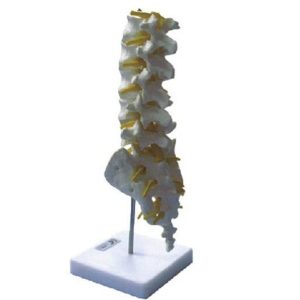 11109 Lumbar Vertebra Model