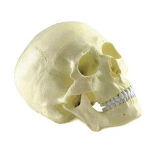 11110 Skull Model