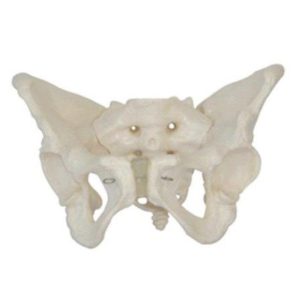 11128 Female Pelvis Model