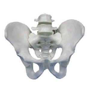 11129-2 Pelvis with 2pcs Lumbar Vertebra Model