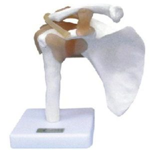 11209-1 Shoulder Joint with Ligament Model