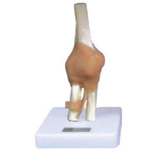 11209-2 Elbow Joint with Ligament Model