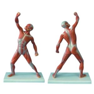 11303 Male Muscle Torso
