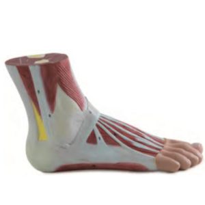 11311 Foot Anatomy Model