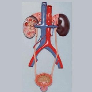 14001 Urinary System Model