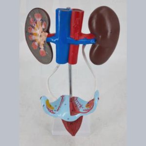 14002-2 Female urinary and reproductive system model