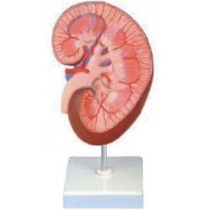 14005 Kidney Model