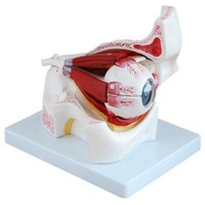 17104 Eyeball and eyelid enlargement model