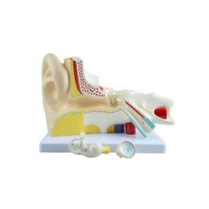 17201-3 Ear Model - 3 parts