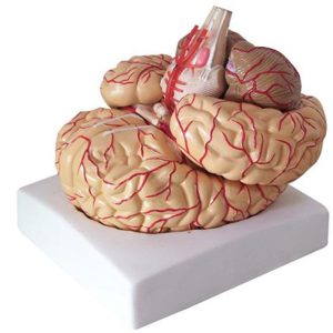 18220-2 Brain with Arteries Model
