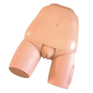 31Fundus of Uterus Exam & Evaluation Model