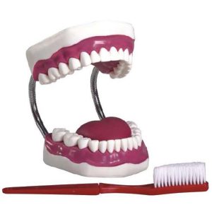 K1 Dental Care Model (28pcs)