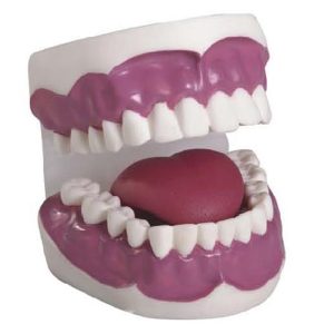 K2 Dental Care Model (28pcs)